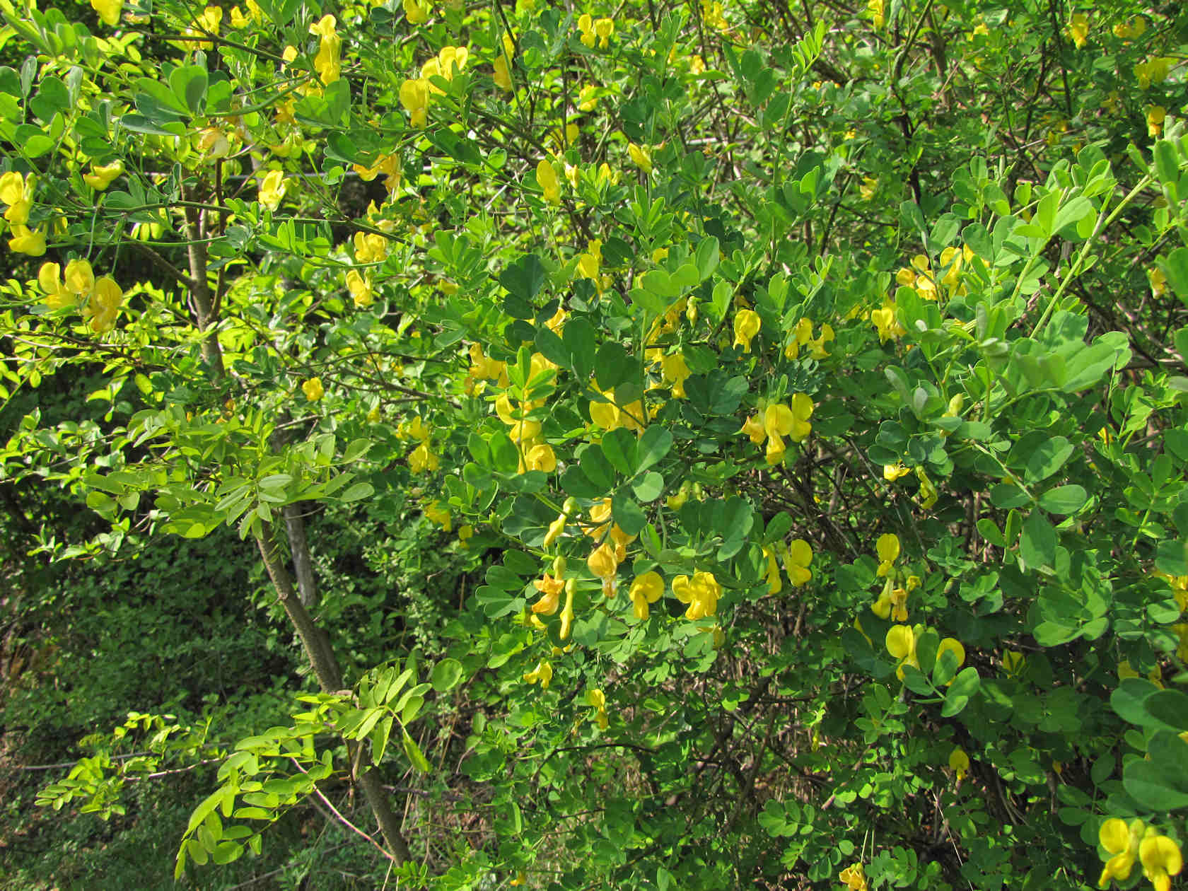 Emerus major (=Coronilla emerus) / Cornetta dondolina